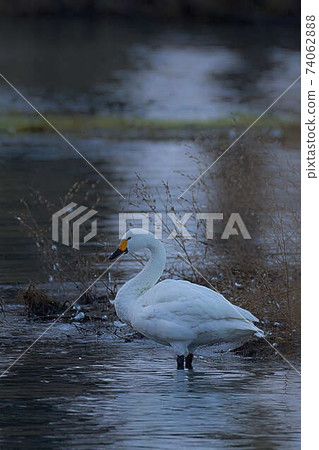 苔原天鵝 74062888