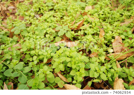 繁縷 繁縷 74062934
