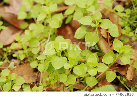 繁縷 繁縷 74062936