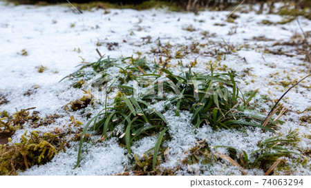 Weeds growing from snow 74063294