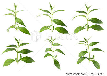 Green Chirayta, king of bitters leaf isolated on awhite background 74063788