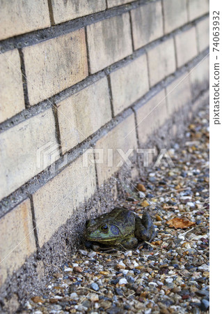 Bullfrog on the roadside 74063932