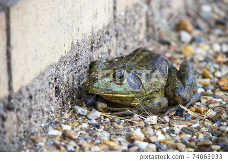 牛蛙在路邊 74063933