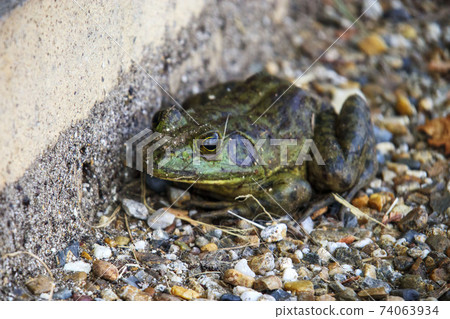 Bullfrog on the roadside 74063934