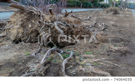 Fallen tree after typhoon damage Exposed tree roots 74064030
