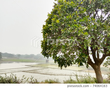 wetlands with nature and paddy firm wetlands with nature and paddy firm 74064163