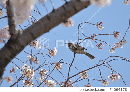 Cherry blossoms and birds Cherry blossoms and birds 74064178