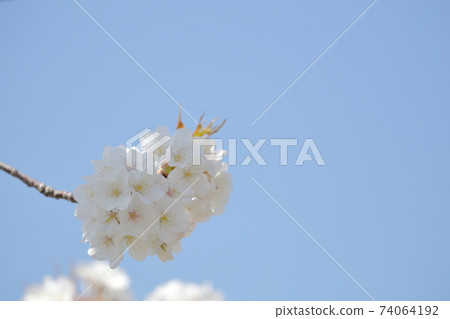 Aozora and Sakura Aozora and Sakura 74064192