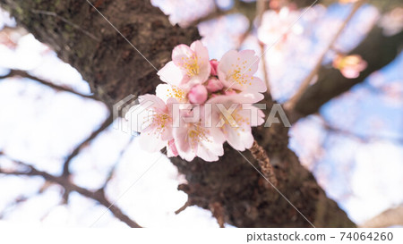 The pink "Atami Sakura" is impressive The pink "Atami Sakura" is impressive 74064260