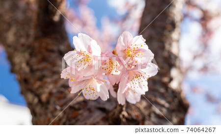 The pink "Atami Sakura" is impressive The pink "Atami Sakura" is impressive 74064267