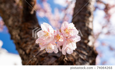 粉色的“熱海櫻花”令人印象深刻 74064268