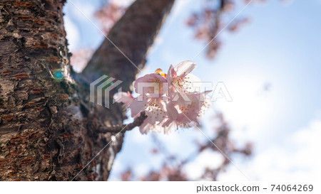 The pink "Atami Sakura" is impressive 74064269