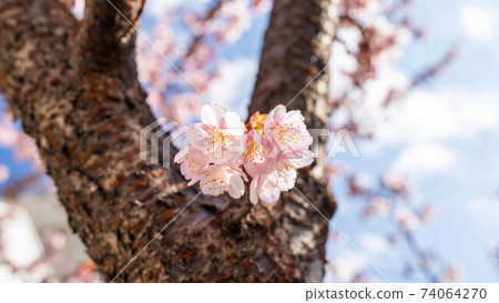 粉色的“熱海櫻花”令人印象深刻 粉色的“熱海櫻花”令人印象深刻 74064270