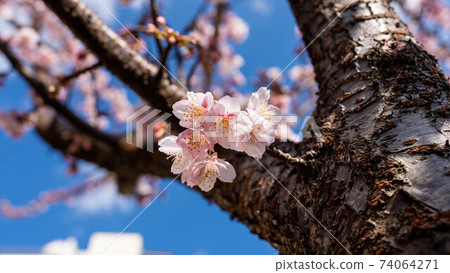 粉色的“熱海櫻花”令人印象深刻 74064271