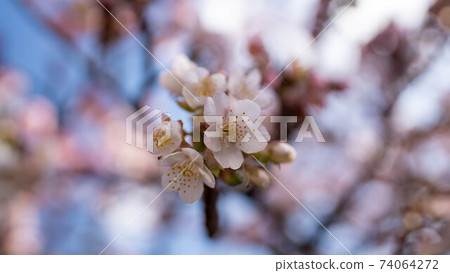 粉色的“熱海櫻花”令人印象深刻 74064272