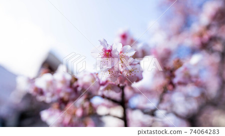 The pink "Atami Sakura" is impressive The pink "Atami Sakura" is impressive 74064283