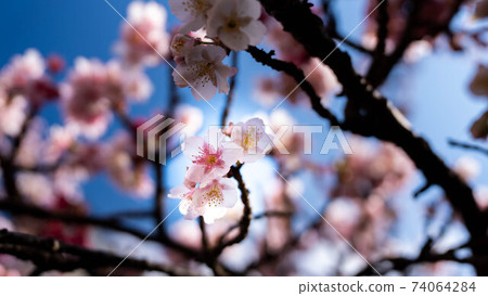 The pink "Atami Sakura" is impressive The pink "Atami Sakura" is impressive 74064284