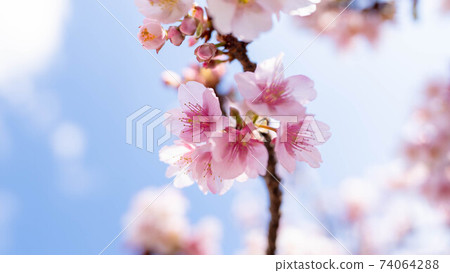 The pink "Atami Sakura" is impressive The pink "Atami Sakura" is impressive 74064288