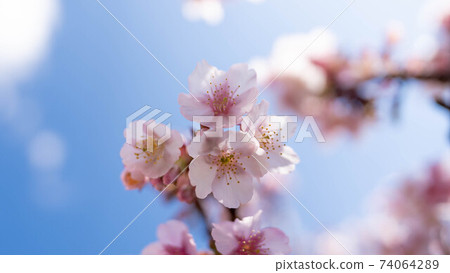 粉色的“熱海櫻花”令人印象深刻 74064289