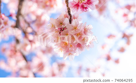 The pink "Atami Sakura" is impressive The pink "Atami Sakura" is impressive 74064295