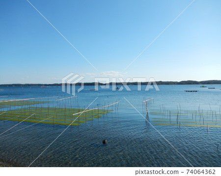 Sea lettuce seaweed farming scenery (Shima City, Mie Prefecture) Sea lettuce seaweed farming scenery (Shima City, Mie Prefecture) 74064362