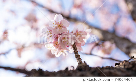 The pink "Atami Sakura" is impressive The pink "Atami Sakura" is impressive 74064404