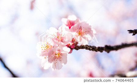 The pink "Atami Sakura" is impressive The pink "Atami Sakura" is impressive 74064405