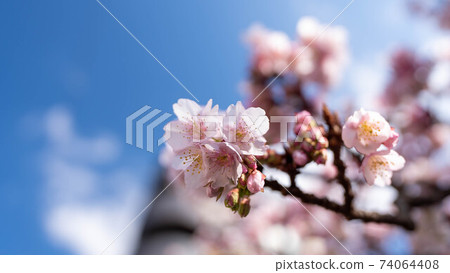 The pink "Atami Sakura" is impressive The pink "Atami Sakura" is impressive 74064408