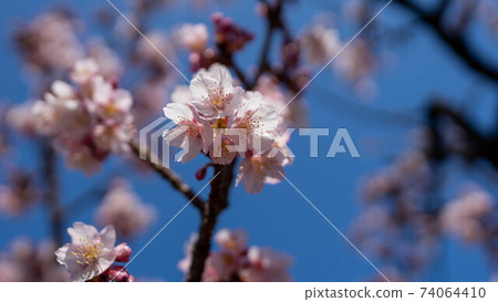 The pink "Atami Sakura" is impressive The pink "Atami Sakura" is impressive 74064410