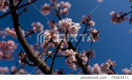The pink "Atami Sakura" is impressive The pink "Atami Sakura" is impressive 74064411