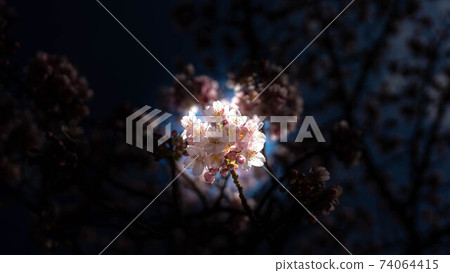 粉色的“熱海櫻花”令人印象深刻 粉色的“熱海櫻花”令人印象深刻 74064415