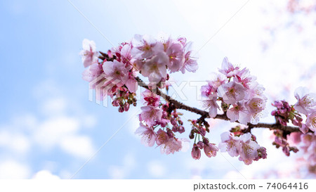 The pink "Atami Sakura" is impressive The pink "Atami Sakura" is impressive 74064416