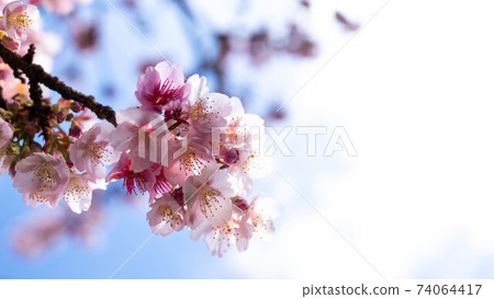 The pink "Atami Sakura" is impressive The pink "Atami Sakura" is impressive 74064417