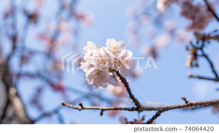 The pink "Atami Sakura" is impressive The pink "Atami Sakura" is impressive 74064420