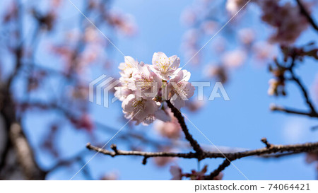 The pink "Atami Sakura" is impressive The pink "Atami Sakura" is impressive 74064421