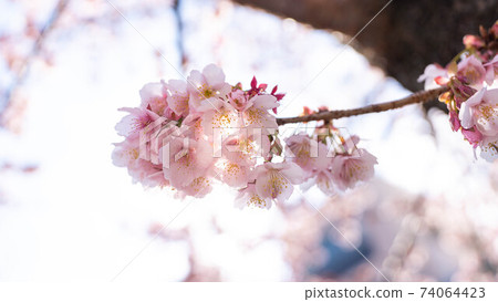 The pink "Atami Sakura" is impressive The pink "Atami Sakura" is impressive 74064423