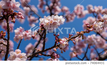 粉色的“熱海櫻花”令人印象深刻 74064431