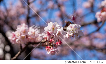 The pink "Atami Sakura" is impressive The pink "Atami Sakura" is impressive 74064437
