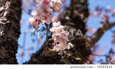 The pink "Atami Sakura" is impressive The pink "Atami Sakura" is impressive 74064438