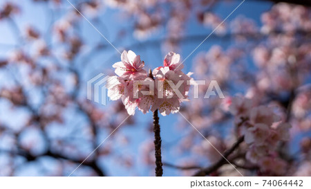 The pink "Atami Sakura" is impressive The pink "Atami Sakura" is impressive 74064442