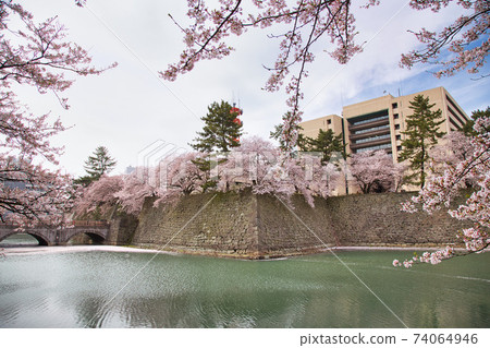 福井縣廳，護城河櫻花季春 74064946