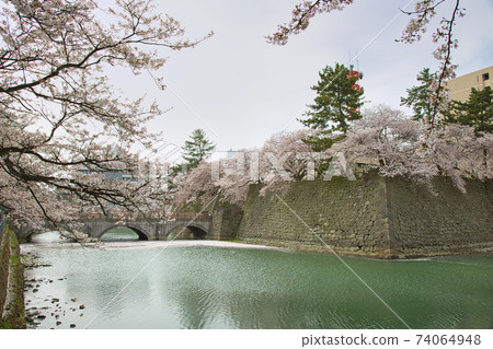 福井縣廳，護城河櫻花季春 74064948
