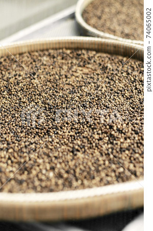 trays of kampot organic pepper in drying room in cambodia 74065002