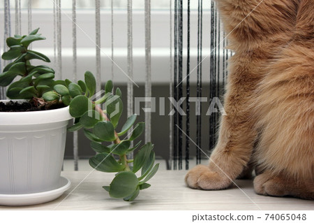 A red cat sitting next to a white plastic pot with a houseplant. Part of a red cat close-up. A red cat sitting next to a white plastic pot with a houseplant. Part of a red cat close-up. 74065048