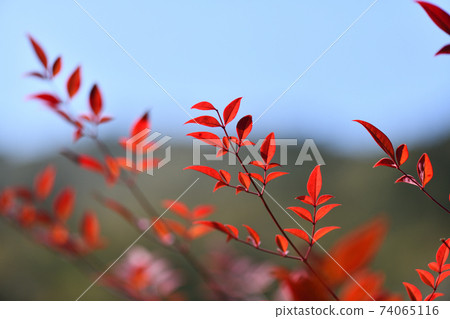 Southern leaves that turned red in early spring 74065116