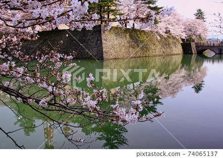 Fukui Prefectural Office, Moat Sakura Season-Spring Fukui Prefectural Office, Moat Sakura Season-Spring 74065137