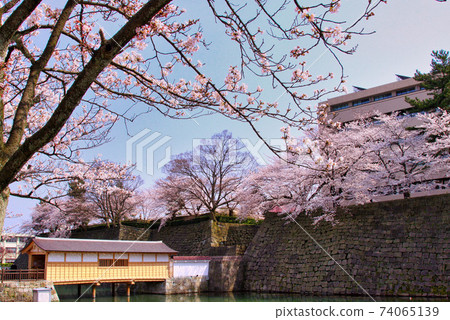 福井縣廳,護城河櫻花季春 福井縣廳,護城河櫻花季春 74065139