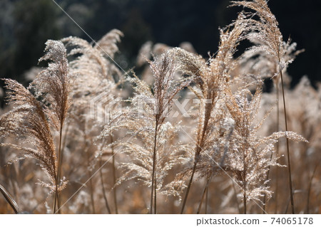 Kaya in early spring 74065178