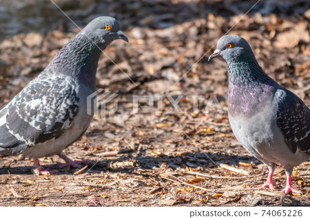 Mating games of a pair of pigeons 74065226