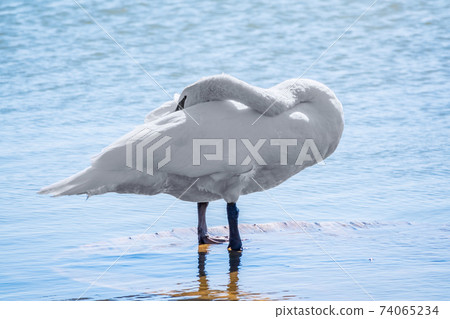 Graceful white Swan with a red beak stands on the bank of a pond Graceful white Swan with a red beak stands on the bank of a pond 74065234